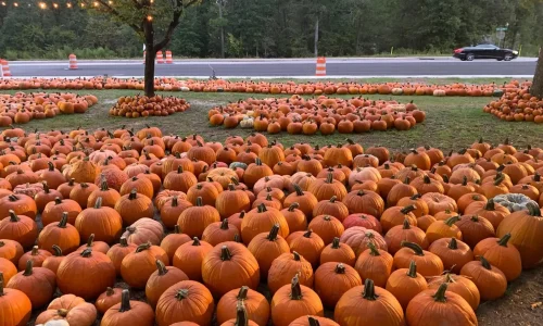 A picture of the patch featuring a lot of pumpkins